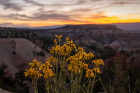 Flores amarillas florecen al borde del cañón al amanecer en Bryce Canyon