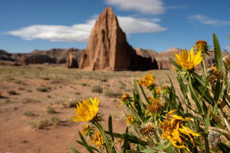 Yellow Sunflowers in front of Temple of the Sun in Capitol Reef