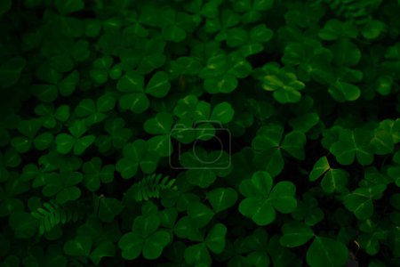 Deep Green Clover Disappear Into The Shadows in Redwood forest