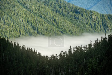 Nebelschwaden im Tal unter Kiefern im Olympic National Park