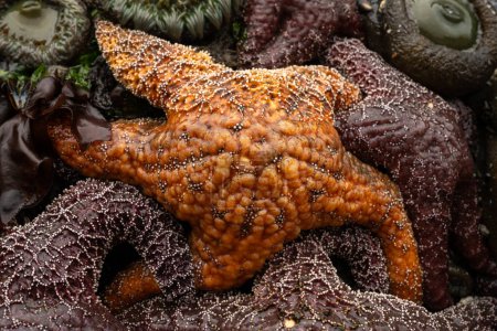 Close Up Of Orange Ochre Sea Star At Low Tide in Meyers Beach