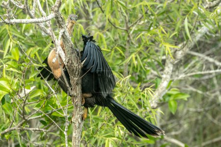 Foto de Anhinga desaliñada se sienta en Grarly Tree en Everglades - Imagen libre de derechos