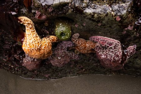 Different Colors Of Ochre Sea Stars Cling To Rock Just Above Water Level At Low Tide at Meyers Beach