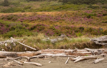 Driftwood Covers The Back Edge Of Meyers Beach With Flowers Blooming On The Hills