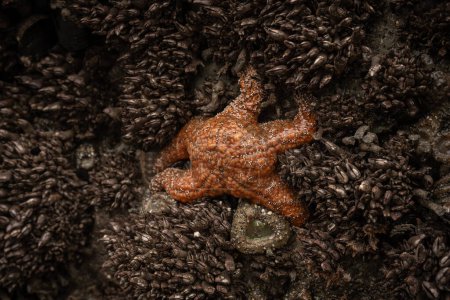 Téléchargez les photos : L'étoile de mer orange s'accroche aux moules et aux roches couvertes d'anémones dans la piscine à marée - en image libre de droit