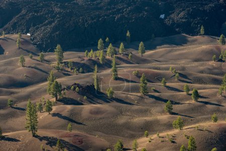 Pinienbäume prägen die wogenden Hügel der fantastischen Lavabetten im Vulkan-Nationalpark Lassen