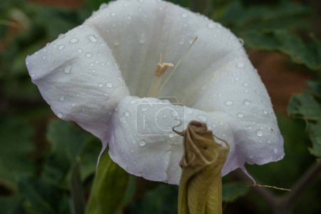 Regentropfen am Rande der Engelstrompeten-Blüte im Zion-Nationalpark