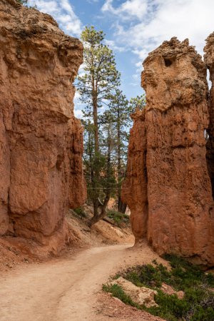 Pine Trees Fill The Gap Between Two Eroding Hoodoos in Bryce Canyon