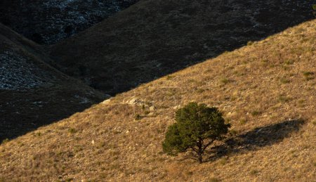 Un solo árbol se destaca bajo la cálida luz del sol en el Parque Nacional de las Montañas Guadalupe