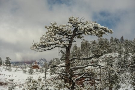 Single Pine Tree Covered In Snow In Zion National Park