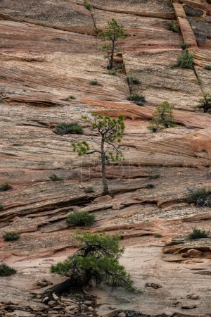 Stripes of Erosion Across Cliff Wall in Zion National Park
