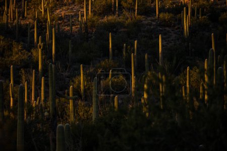 Sunlight Brightens up a Cactus Field of Saguaro in Sonoran Desert