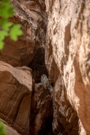 Téléchargez les photos : Deux Chouettes tachetées mexicaines nichent dans une fissure dans des rochers rouges à Sion - en image libre de droit