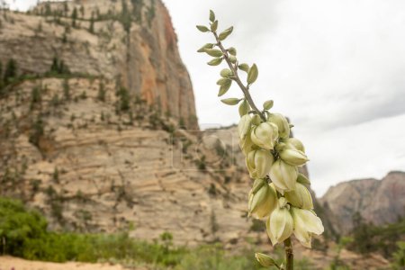 Des fleurs de yucca devant les canyons du parc national de Sion