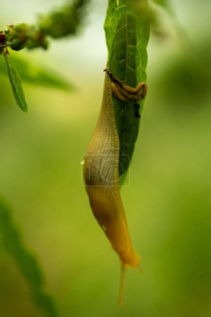 Banana Slug Hangs from Green Leaf in Redwood National Park in California