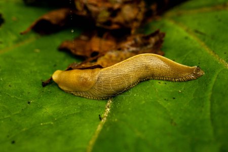 Banana Slug Crawls Across Giant Green Leaf in Redwood National Park