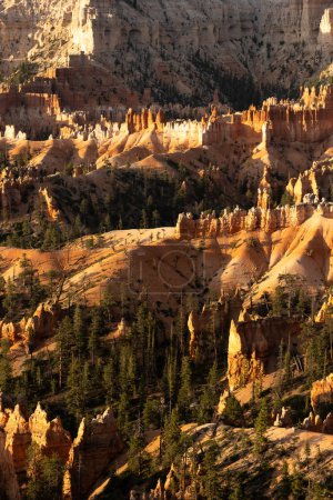 Bands Of Deep Green Pine Trees Cross The Orange Hills Of Hoodoos In Bryce Canyon