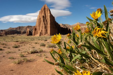 Bright Yellow Sunflowers Catch Morning Sun With Temple Of The Sun In The Distance in Capitol Reef National Park