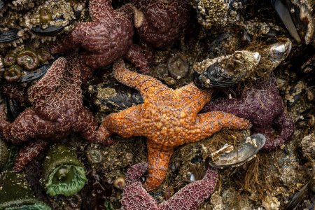 Étoile de mer orange vif ocre sur le mur avec d'autres formes de vie marine le long de la côte de l'Oregon