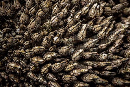 Schwindelerregende Anzahl von Muscheln klammert sich an Felsen in Tidepool entlang der Küste von Oregon