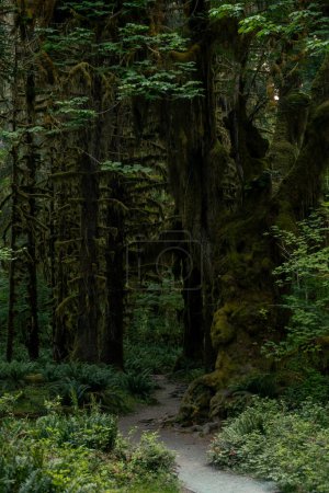 Gravel Trail Along The Hall Of Mosses In Olympic National Park