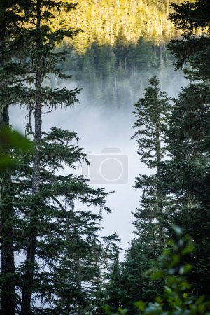 Low Cloud Wafts through Olympic Valley Behind Pine Trees Along the Hoh River Trail
