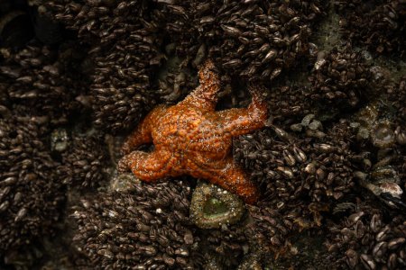 Téléchargez les photos : Rocher de couverture de moules à Tidepool avec anémones et étoile de mer orange vif dans le parc national Redwood - en image libre de droit