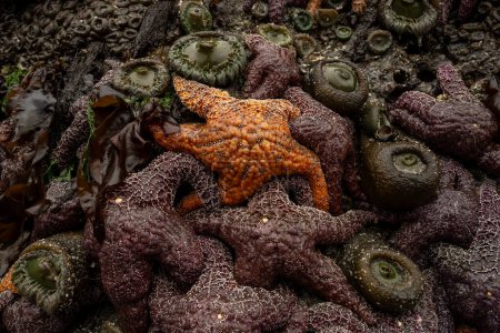 Naranja Ochre Sea Star se destaca contra los colores oscuros de otra vida marina en marea baja