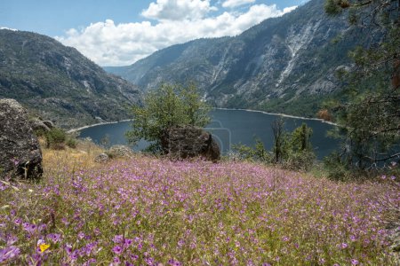 Meer aus lila Wildblumen am Hang mit Blick auf Hetch Hetchy im Yosemite