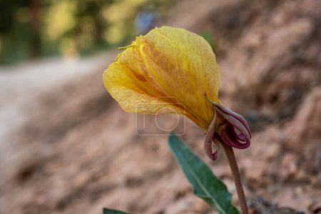 Photo for Side View of Utah Birds Foot Trefoil Wildflower in Bryce Canyon - Royalty Free Image