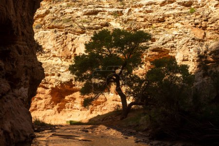 Silhouette Of Tree Against Bright Rock Wall Along Sulfur Creek in Capitol Reef