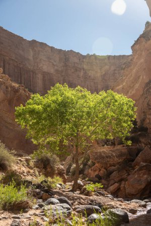 Ein einzelner Baum mit leuchtend grünen Blättern steht am Fuße des Sulphur Creek Canyon im Capitol Reef