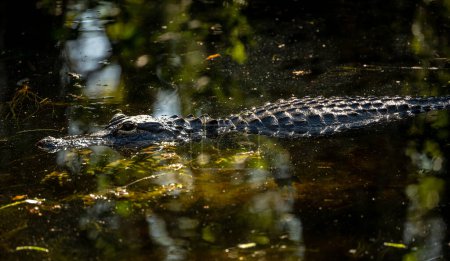 Small Aligator Swims Through Thick Swamp Waters in Everglades National Park