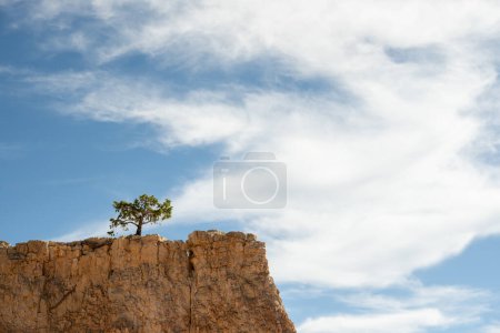 Pequeño árbol crece en la cima del Hoodoo seco en Bryce Canyon