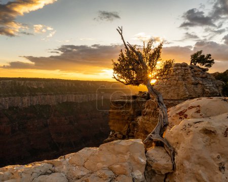 Kleiner Sonnenbrand durchbricht knorrigen Baum am Bright Angel Point am Nordrand des Grand Canyon