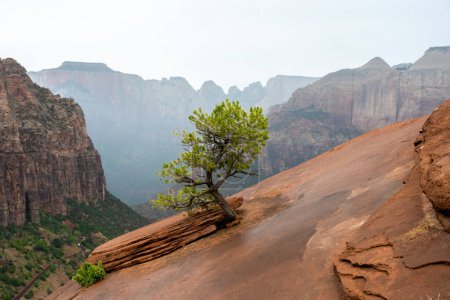Kleiner Baum wächst aus den Felsen am Canyon Overlook in Zion