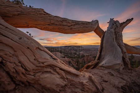 Sunrise Through Fallen Tree over Bryce Canyon National Park