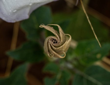 Tightly Wrapped Bud Of Angels Trumpet Flower in Zion