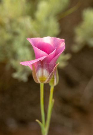 Eng gewebte Blütenblätter der rosa Segolilie in Zion