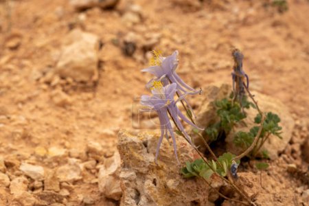 Two Purple Columbine Grow Along Dusty Trail In Bryce Canyon