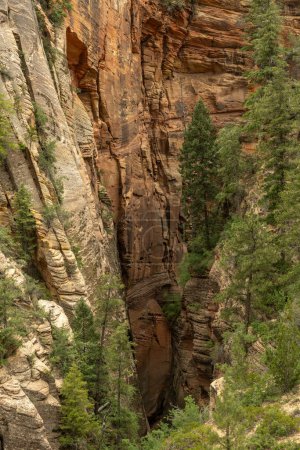 Trees Grow Tall From The Depths Of Echo Canyon in Zion