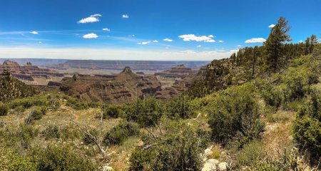 Views into the Grand Canyon from the North Rim in Summer