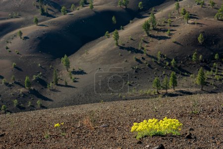 Gelbe Blumen blühen auf vulkanischem Boden unterhalb des Cinder Cone