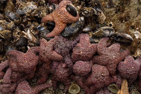 Gros plan de la masse d'étoiles de mer tenant aux murs couverts de coquillage sur la plage Meyers le long de la côte de l'Oregon