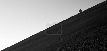 Gray Scale of Single Tree on Steep Slope of Cinder Cone