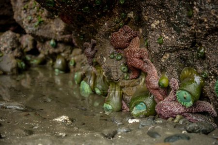 Grüne Seeanemonen kollabieren unter ihrem Gewicht über Wasser bei Ebbe an der Küste von Oregon