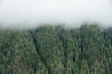 Nubes bajas se agachan sobre la ladera boscosa con brotes de avalancha tallados entre árboles