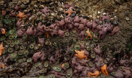 Téléchargez les photos : Des masses d'étoiles de mer ocre se tiennent fermement à la pile de roches de la mer de Meyers Beach sur la côte de l'Oregon - en image libre de droit