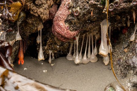 Ocker-Seestern klammern sich bei Ebbe an Felsen über Plumose Anemone und wühlende Seegurke an der Küste von Oregon