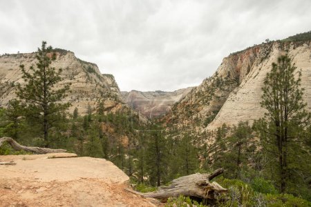 Smooth and White Walls of Canyons from the East Rim of Zion National Park